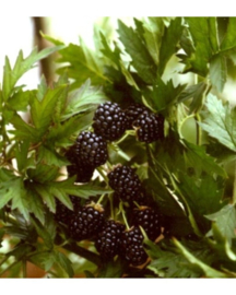 Rubus frut. 'Thornless Evergreen' | Doornloze braam