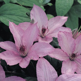 Clematis 'Hagley Hybrid'