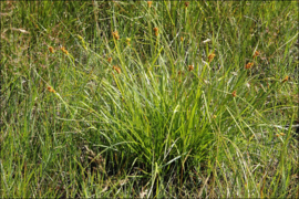 Carex flava 'Gele zegge'