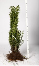 Ligustrum ovalifolium (groenblijvend liguster)