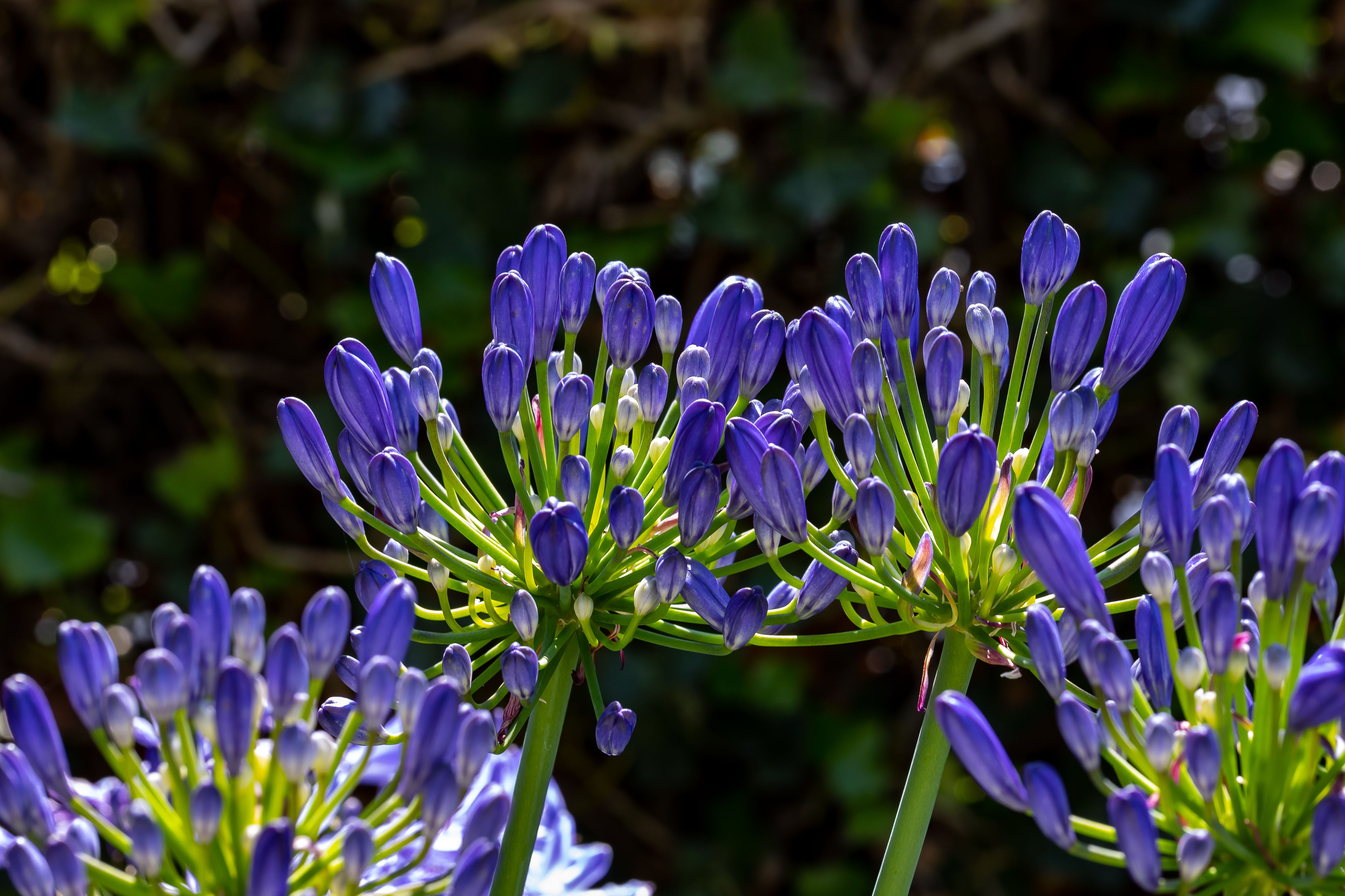 Agapanthus africanus – Afrikaanse lelie