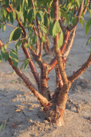 Prunus serrulata - Sierkers struikvorm