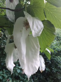 Davidia involucrata - Zakdoekjesboom