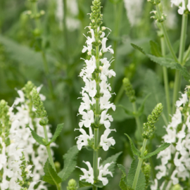 Salvia nemorosa 'Schneehügel'