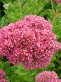 Sedum spectabile 'Brillant' - Vetkruid