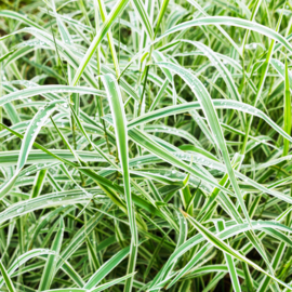 Carex morrowii 'Variegata' - Zegge