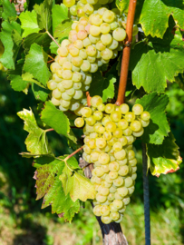 Witte druif Vitis 'Bianca'