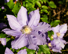 Clematis 'Luther Burbank'