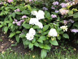 Hydrangea 'Snowball' Witte hortensia