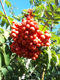 Sorbus aucuparia - Gewone lijsterbes