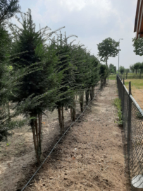 Taxus baccata - Venijnboom meerstammig