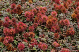 Acaena microphylla 'Kupferteppich' - Stekelnootje