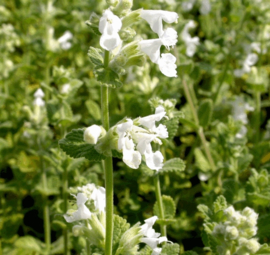 Nepeta 'Alba'