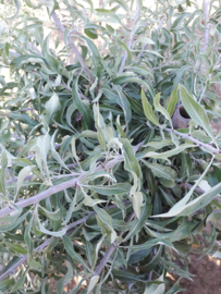 Pyrus sal. Pendula (Wilgbladige treurpeer)