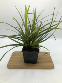 Carex morrowii  - Zegge