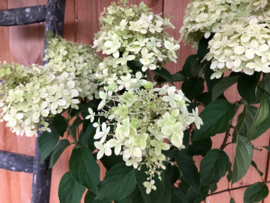 Hortensia | Hydrangea pan. 'Limelight' op stam