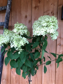 Hortensia | Hydrangea pan. 'Limelight' op stam