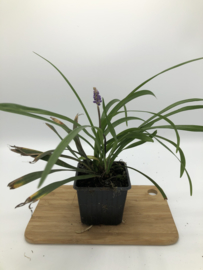 Liriope muscari 'Moneymaker' - Leliegras