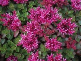 Sedum spurium - Vetkruid