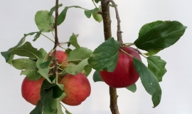 Leivorm struik fruitboom appel, peer, pruim of kers