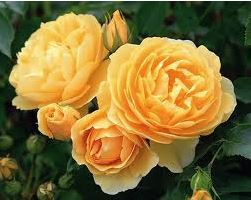 Rosa Graham Thomas stamroos stamhoogte 80-90 cm.