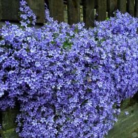 Campanula poscharskyana