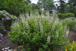 Nepeta 'Alba'