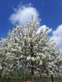 Malus 'Red Sentinel' (Sierappel)