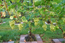 Druif in pot Vitis Vroege van der Laan witte druif