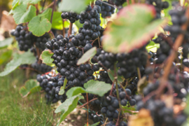 Blauwe druif Vitis 'Dornfelder'