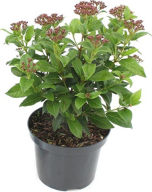 Viburnum tinus 30-40 C2 groenblijvende sneeuwbal