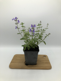 Nepeta 'Six Hills Giant'