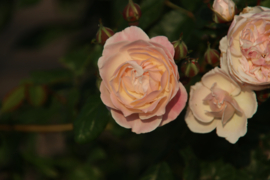 Rosa 'New Dreams'