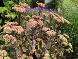 Sedum tel. 'Matrona' - Vetkruid