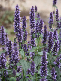 Agastache 'Black Adder' - Anijsnetel