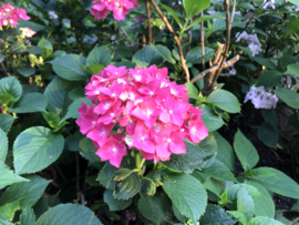 Hydrangea macr. 'Mevr Sanguine' donkerrood blad en roze bloemen