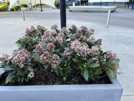 Skimmia japonica ‘Rubbela’