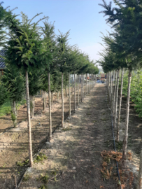 Taxus baccata - Venijnboom hoogstam