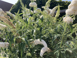 Buddleja dav. 'White Profusion'  Witte Vlinderstruik