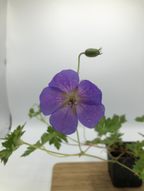 Geranium 'Rozanne'