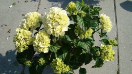 Hydrangea 'Snowball' Witte hortensia