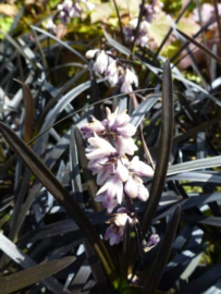 Ophiopogon 'Niger' -  Zwart siergras