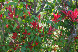 Photinia fras. 'Little Robin' kleine glansmispel