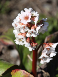 Bergenia 'Bressingham White' - Schoenlappersplant