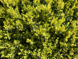 Ilex crenata Green Hedge - Buxus vervanger