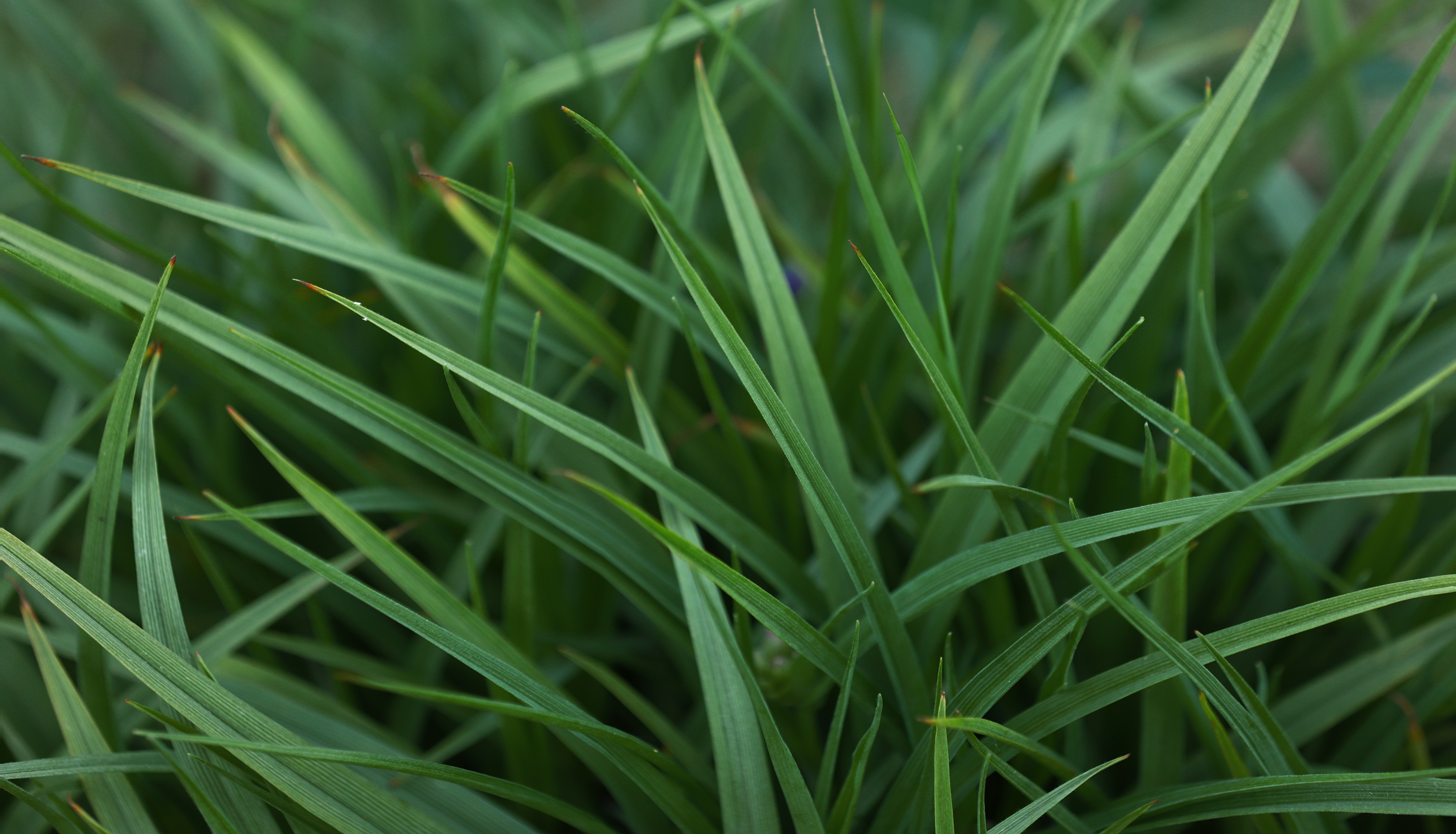 Carex oshimensis 'Evergreen' – Siergras