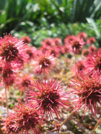 Acaena microphylla 'Kupferteppich' - Stekelnootje