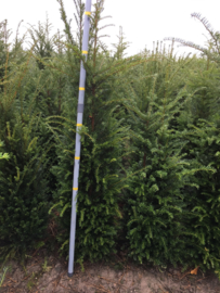 Taxus baccata - Venijnboom haagplanten