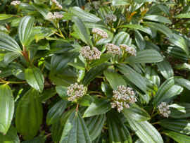 Viburnum davidii sneeuwbal pot C2  20-25 cm.