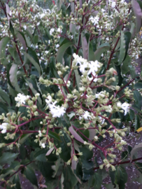 Heptacodium miconioides - Zevenzonenboom struikvorm 150-200 cm.